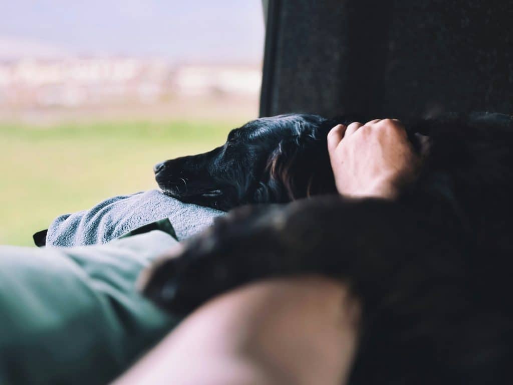Campzilla Shop Campen mit Hund